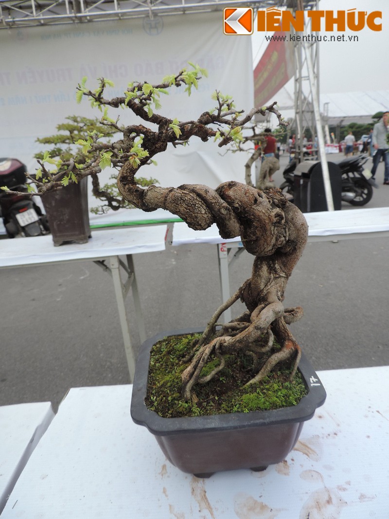 Da mat voi loat bonsai mini sieu dep o Ha Noi-Hinh-5